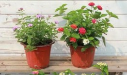 地底蚁人最新爆料视频在线观看,神秘地下世界大揭秘！